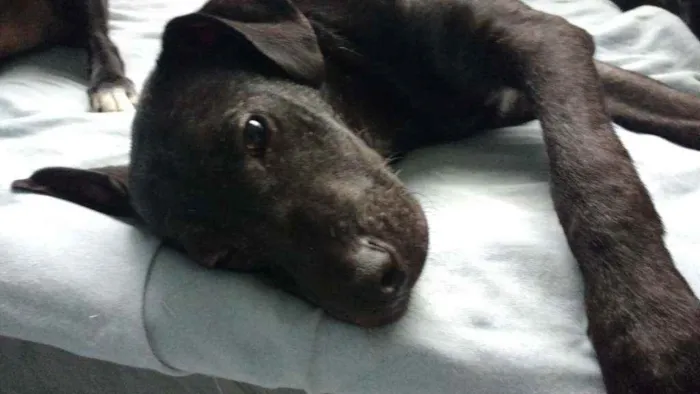 Cachorro ra a Srd idade 7 a 11 meses nome Bill