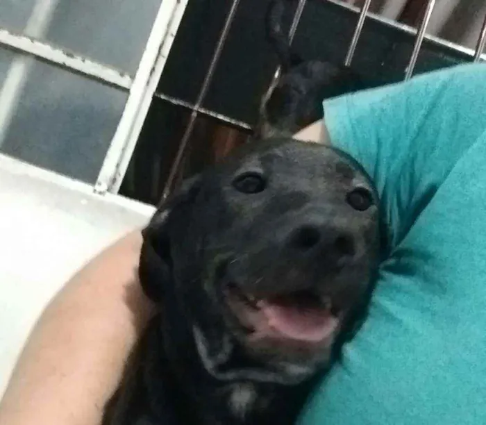 Cachorro ra a Srd idade 7 a 11 meses nome Bill