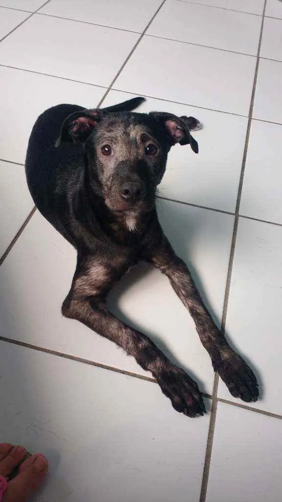 Cachorro ra a Srd idade 7 a 11 meses nome Bill