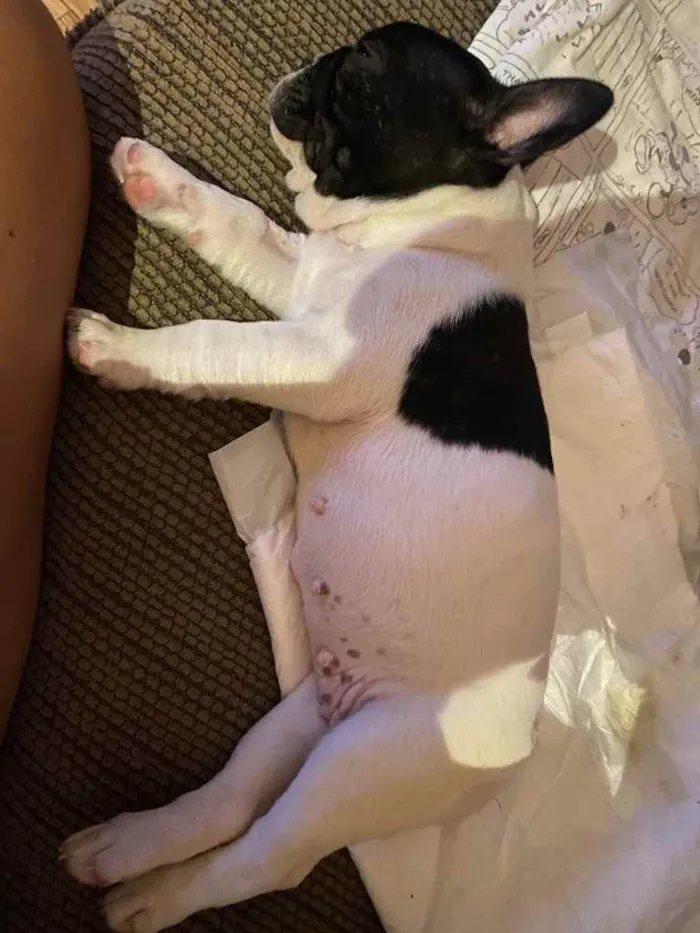 Cachorro ra a Buldogue Francês  idade 2 a 6 meses nome Pipoca