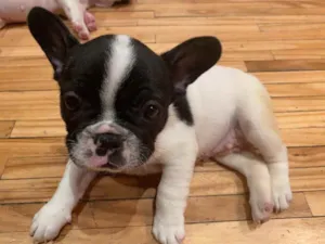 Cachorro raça Buldogue Francês  idade 2 a 6 meses nome Pipoca