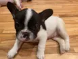 Pipoca
