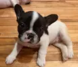 Pipoca