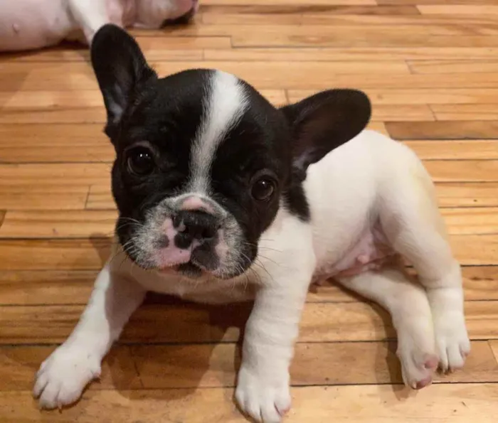 Cachorro ra a Buldogue Francês  idade 2 a 6 meses nome Pipoca