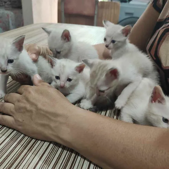 Gato ra a Viralata idade Abaixo de 2 meses nome Charmosos