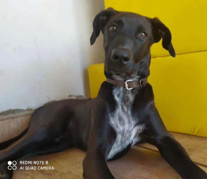 Cachorro ra a Mestiço idade 7 a 11 meses nome Scooby