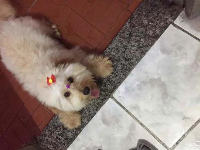 Cachorro ra a SRD idade 1 ano nome Cristal 