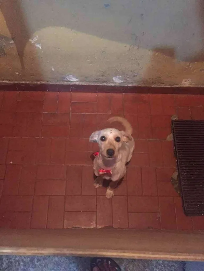 Cachorro ra a SRD idade 1 ano nome Cristal 