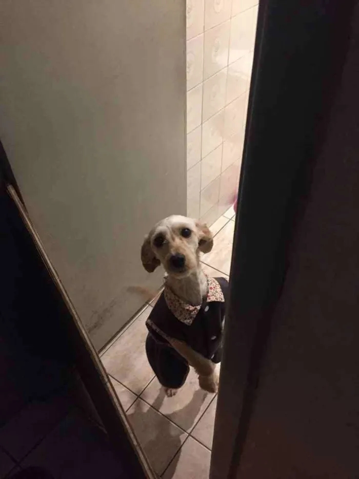 Cachorro ra a SRD idade 1 ano nome Cristal 