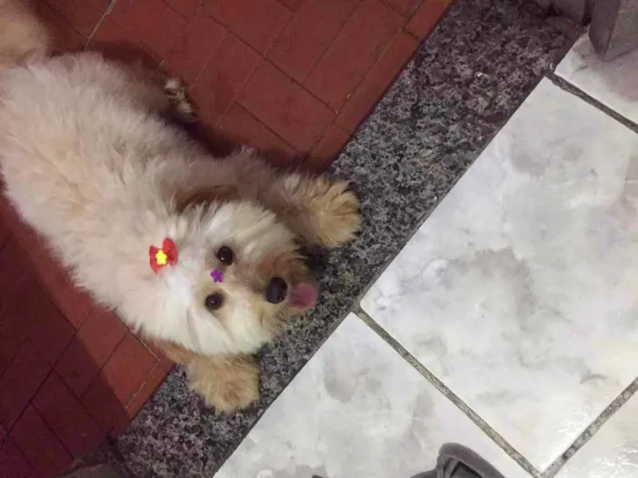Cachorro ra a SRD idade 1 ano nome Cristal 