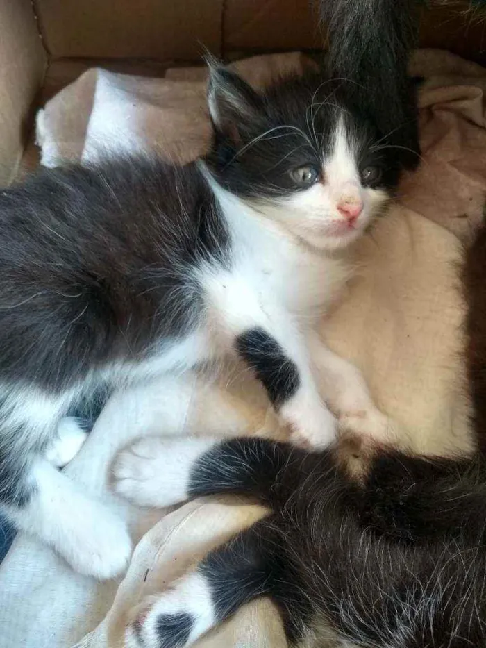 Gato ra a indefinida idade Abaixo de 2 meses nome Não tem