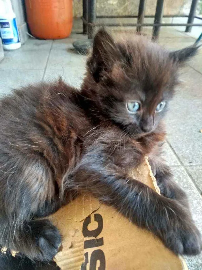 Gato ra a indefinida idade Abaixo de 2 meses nome Não tem