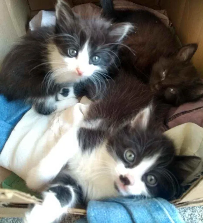 Gato ra a indefinida idade Abaixo de 2 meses nome Não tem