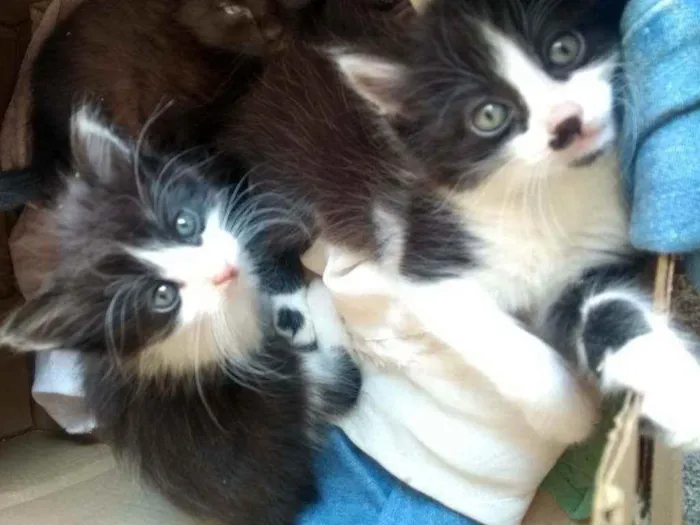 Gato ra a indefinida idade Abaixo de 2 meses nome Não tem