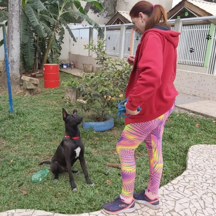 Cachorro ra a SRD-ViraLata idade 2 anos nome Sudão