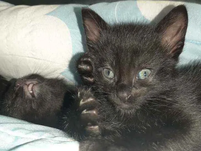 Gato ra a  idade Abaixo de 2 meses nome Não têm nome ainda