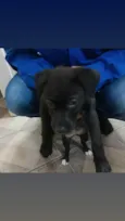 Paçoca