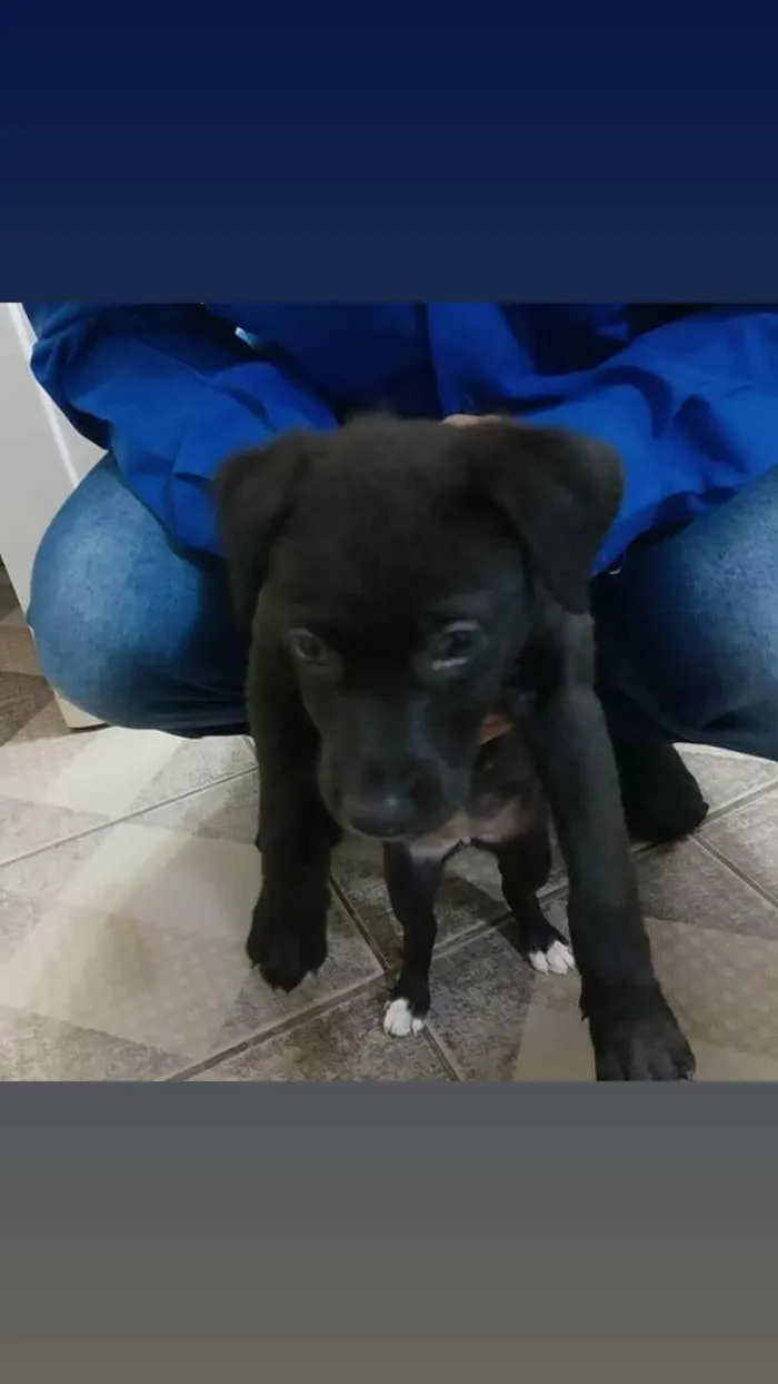 Cachorro ra a SRD-ViraLata idade Abaixo de 2 meses nome Paçoca