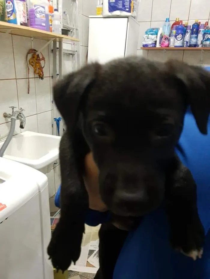 Cachorro ra a SRD-ViraLata idade Abaixo de 2 meses nome Paçoca