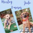 Marley e Jade