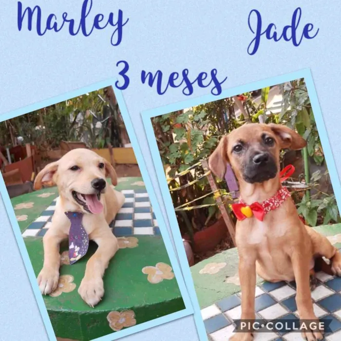 Cachorro ra a Srd idade 2 a 6 meses nome Marley e Jade