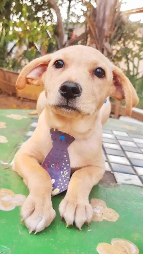 Cachorro ra a Srd idade 2 a 6 meses nome Marley e Jade