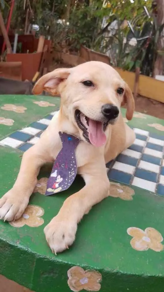 Cachorro ra a Srd idade 2 a 6 meses nome Marley e Jade