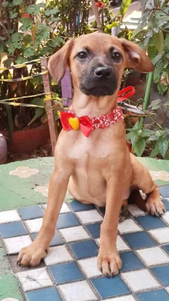 Cachorro ra a Srd idade 2 a 6 meses nome Marley e Jade