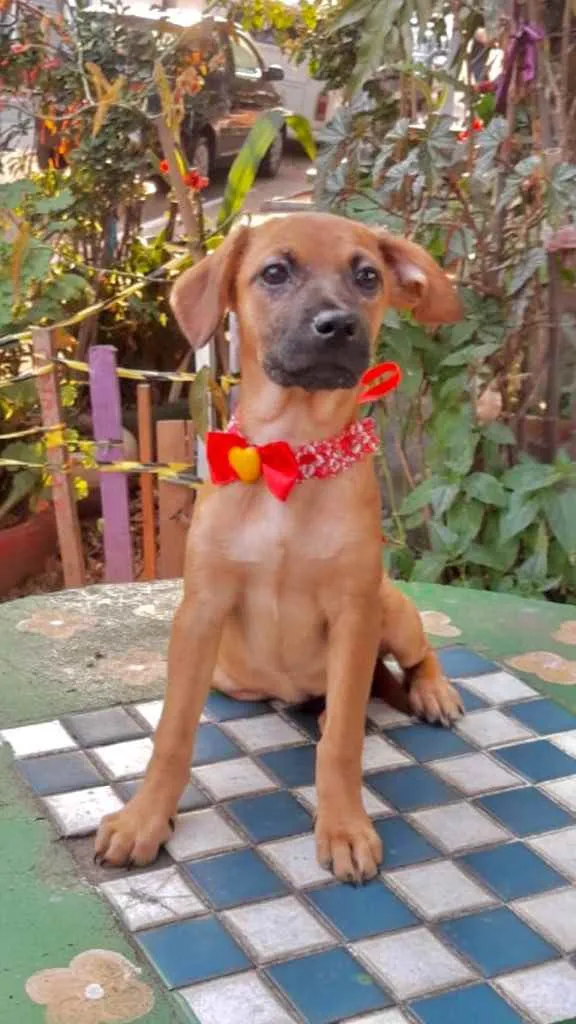 Cachorro ra a Srd idade 2 a 6 meses nome Marley e Jade
