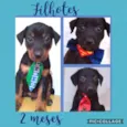 3 FILHOTES