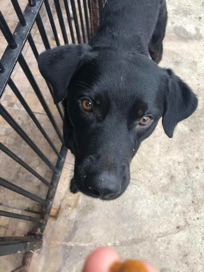 Cachorro ra a Vira Lata idade 2 anos nome Batt