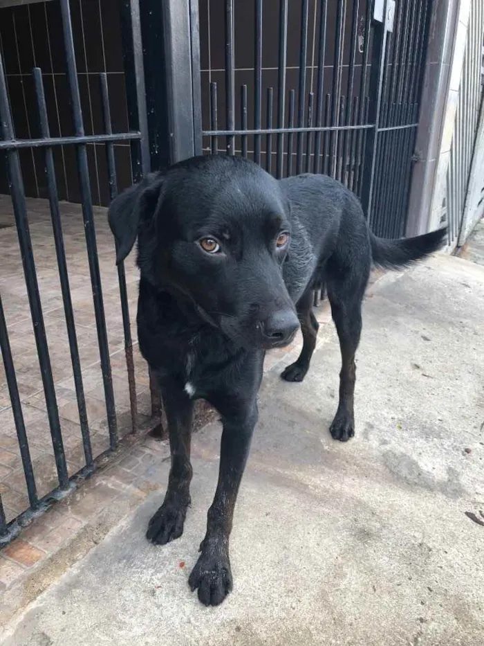 Cachorro ra a Vira Lata idade 2 anos nome Batt