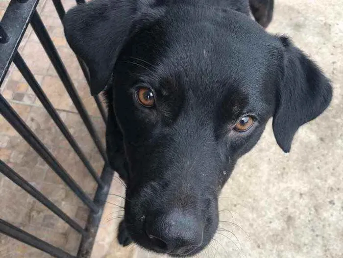 Cachorro ra a Vira Lata idade 2 anos nome Batt