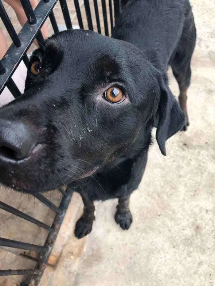 Cachorro ra a Vira Lata idade 2 anos nome Batt