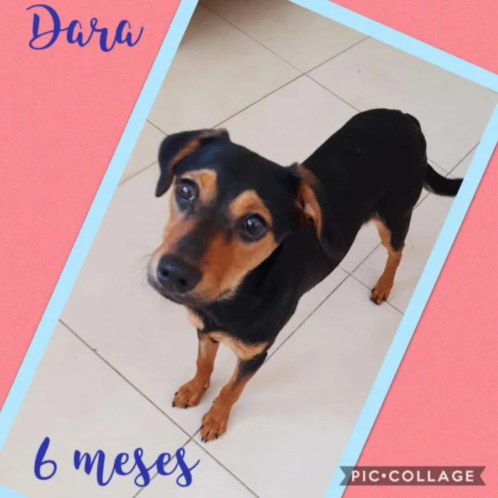 Cachorro ra a SRD-ViraLata idade 2 a 6 meses nome Dara
