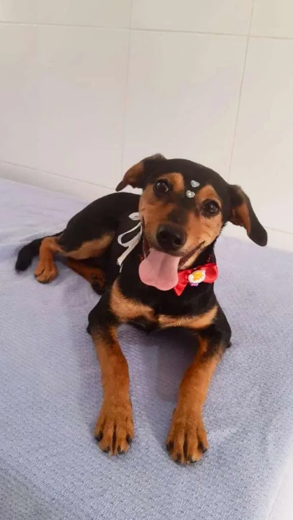 Cachorro ra a SRD-ViraLata idade 2 a 6 meses nome Dara