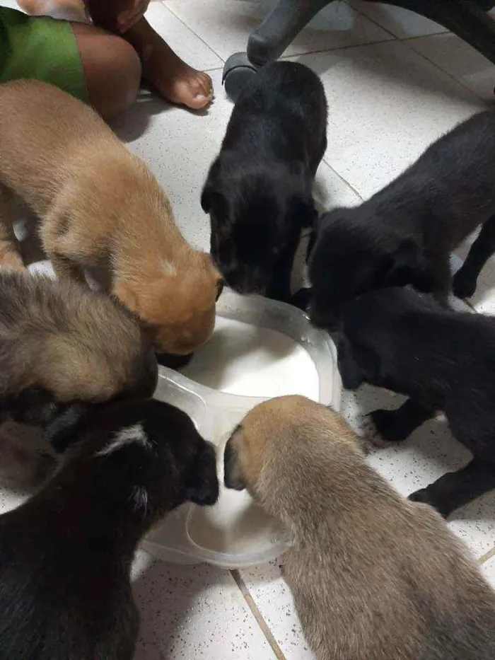 Cachorro ra a Vira lata idade Abaixo de 2 meses nome ...