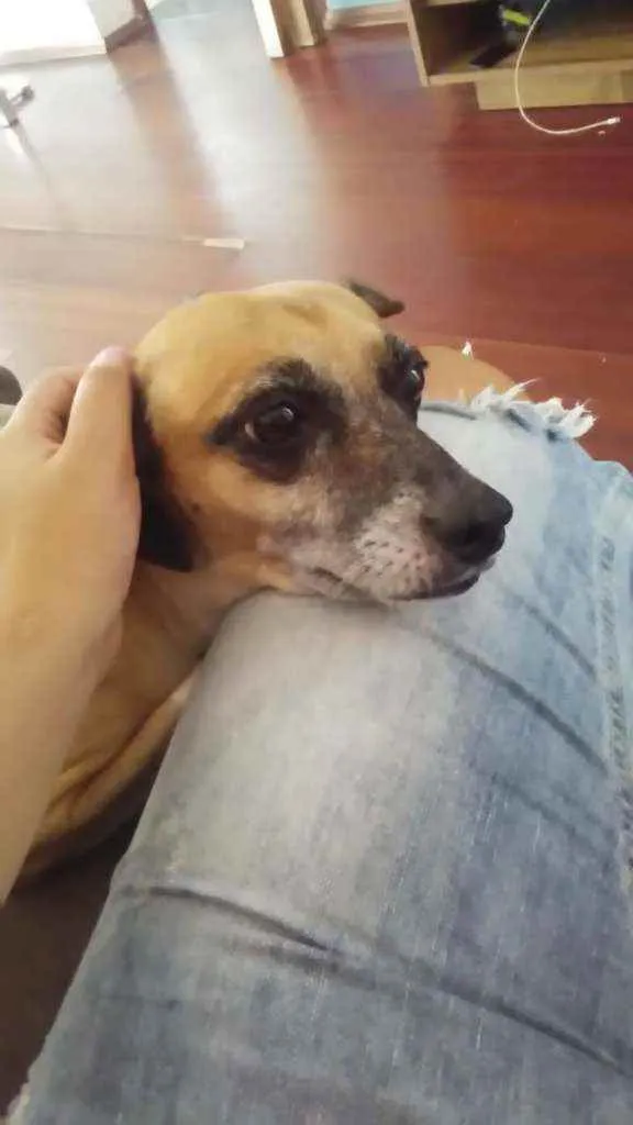 Cachorro ra a vira-lata idade 6 ou mais anos nome Princesa