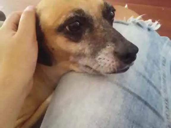 Cachorro ra a vira-lata idade 6 ou mais anos nome Princesa