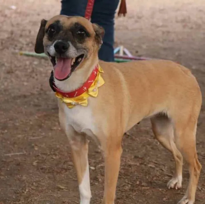 Cachorro ra a vira-lata idade 6 ou mais anos nome Princesa