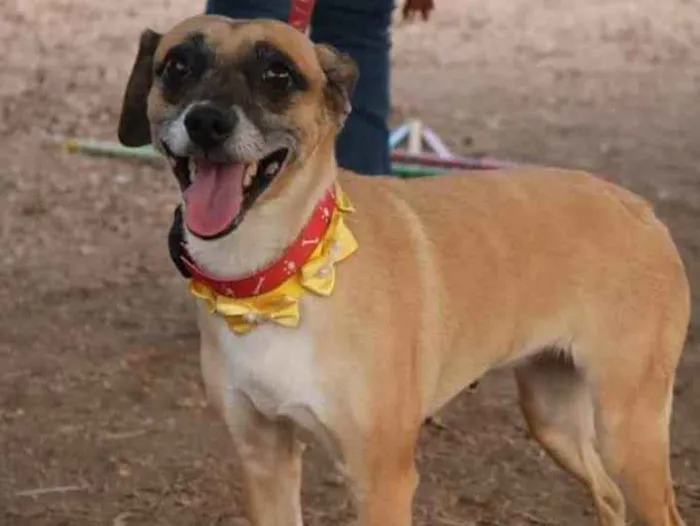 Cachorro ra a vira-lata idade 6 ou mais anos nome Princesa