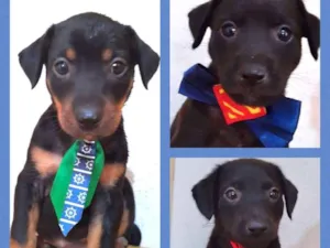 Cachorro raça SRD-ViraLata idade 2 a 6 meses nome Filhotes lindos