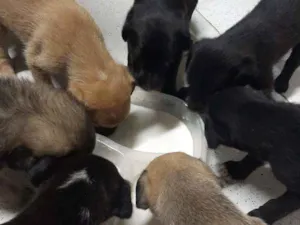 Cachorro raça Vira lata idade Abaixo de 2 meses nome ...