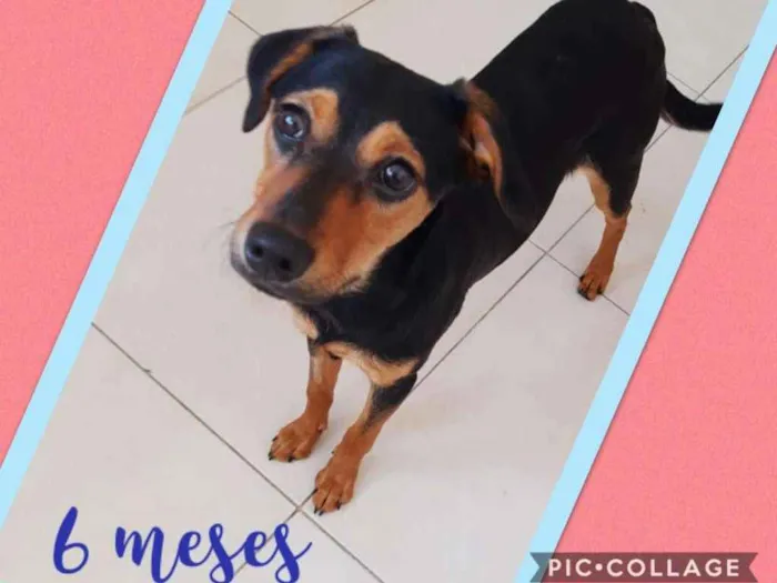 Cachorro ra a SRD-ViraLata idade 2 a 6 meses nome Dara