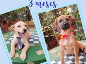 Cachorro raça Srd idade 2 a 6 meses nome Marley e Jade