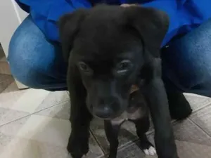 Cachorro raça SRD-ViraLata idade Abaixo de 2 meses nome Paçoca
