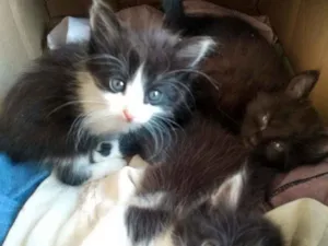 Gato raça indefinida idade Abaixo de 2 meses nome Não tem