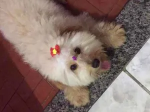 Cachorro raça SRD idade 1 ano nome Cristal 