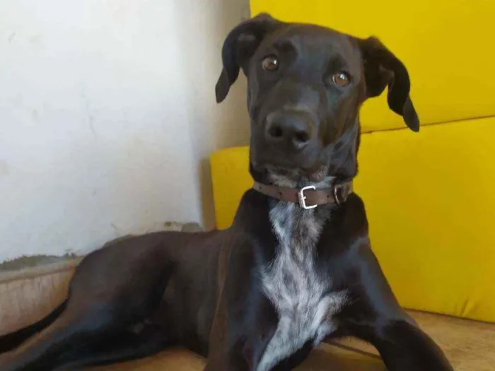 Cachorro ra a Mestiço idade 7 a 11 meses nome Scooby