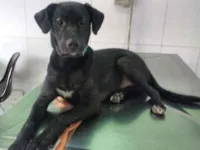 Cachorro raça Srd idade 7 a 11 meses nome Bill